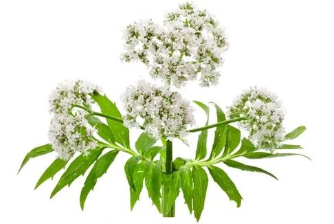 Cardiol contains valerian officinalis